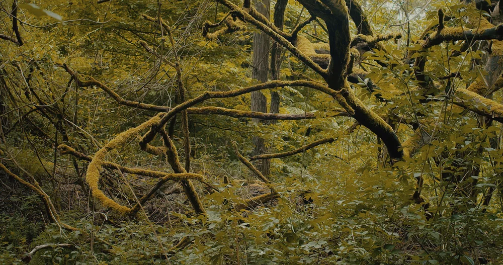 Roman Redzimski, cinéaste et éditeur — 3/5